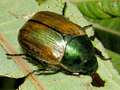 Anomala dubia